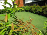 Artificial Turf for Landscaping and Garden (30L515Y33G2)