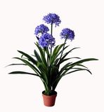 1m Decoration Artificial Hyacinth Flower Bonsai (indoor&outdoor)