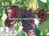 100% Natural High Quality Grape Seed Extract /Mahogany Seeds