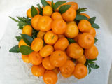 Top Quality for Yellow Navel Orange