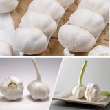 2015 New Crop Fresh Chinese Garlic