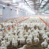 Automatic Poultry Feeding and Drinking System for Broiler