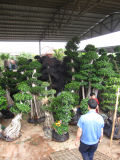Ficus Bonsai Trees