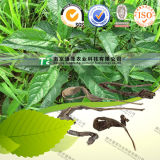 100% Pure Natural Herb Medicine Folium Isatidis Da Qing Ye