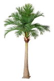 Artificial Plants and Flowers of Coco Palm 6m 18lvs.