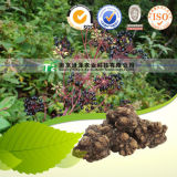 High Quality Herbal Medicine Rhizoma Chuanxiong