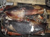 North Pacific Squid Meat for Sale