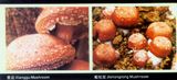 Xianggu/Jishongrong Mushroom