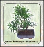 Podocarpus Annamiensis (MB-007)
