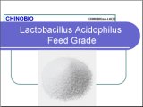 Lactobacillus Acidophilus for Poultry and Animals Fodder Probiotics
