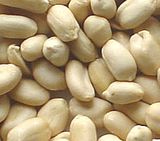 Blanched Peanut Kernel