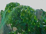 Hot Sale HDPE Anti-Bird Net