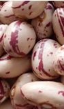 Round Speckled Kidney Beans (005)