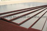 Black / Brown Film Faced Waterproof Shuttering Plywood