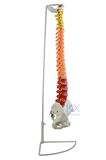 Flexible Spinal Column with Colour Coded Regions