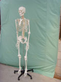 Se31104 Model of Human Skeleton170 (cm)