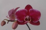 Phalaenopsis (Orchid) (TJTA740)