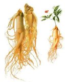 Panax Ginseng Root Extract Fine Powder