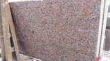 Popular Marple Red Color Granite/G562 Granite Slabs