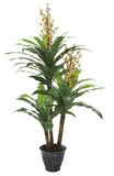 0097 Items 176cm Height Three Stems Green Brazil Tree Export