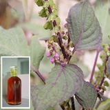 Best Seller Essential Red Perilla Leaf Oil