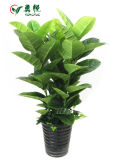 Yongyue 0832 New Design 3.28 Ft Artificial Ficus Elastica for Wholesale