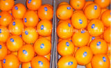 Gannan Navel Orange