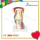 Knee Joint Model (PH6054)