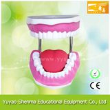 Teaching Teeth Model with Brush/Physics Teaching Aids Model
