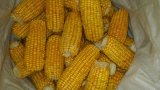 Supply High Quality of Sweet Corn