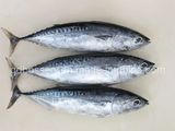 Frozen Bonito Tuna