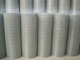 Galvanized Wire Mesh