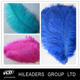 Dyed Colorful Ostrich Feather (of022)