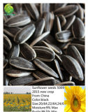 Bigs Sunflower Seeds