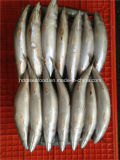 300g+Frozen Mackerel Fish for Market