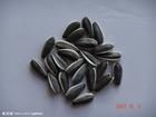 Sunflower Seeds