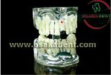 Dental Teaching Model of Whole Teeth Shape