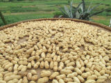 2015 New Crop Organic Peanut in Shell