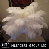 Natural Ostrich Feather