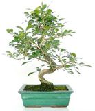 Murraya
