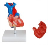 Life-Size Heart Model (XC-307A)