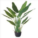 Evergreen Strelitziaceae Bonsai Tree (wholesale price)