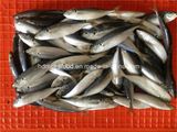 W/R Frozen Horse Mackerel Fish