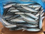 Scomber Japonicus/Aquatic Food/Mackerel Fish