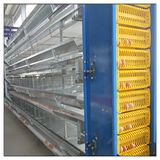 Farming Equipment Egg Chicken Poultry Breeder Cage