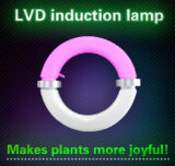 Induction Light The Best Grow Light for Indoor Growing