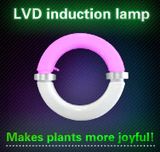 Induction Light The Best Grow Light for Indoor Growing