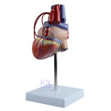 Life Size Human Heart Pass Model