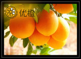 Christmas Food Fruit Orange Fruit (COMMON)