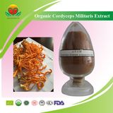 Manufacture Supply Organic Cordyceps Militaris Extract